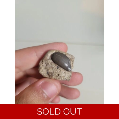 Museum Quality Deltodus Paleozoic Shark Tooth Fossil Kansas